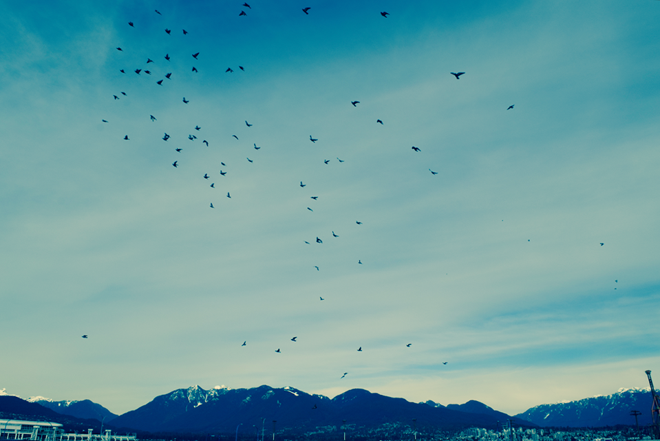 Birds