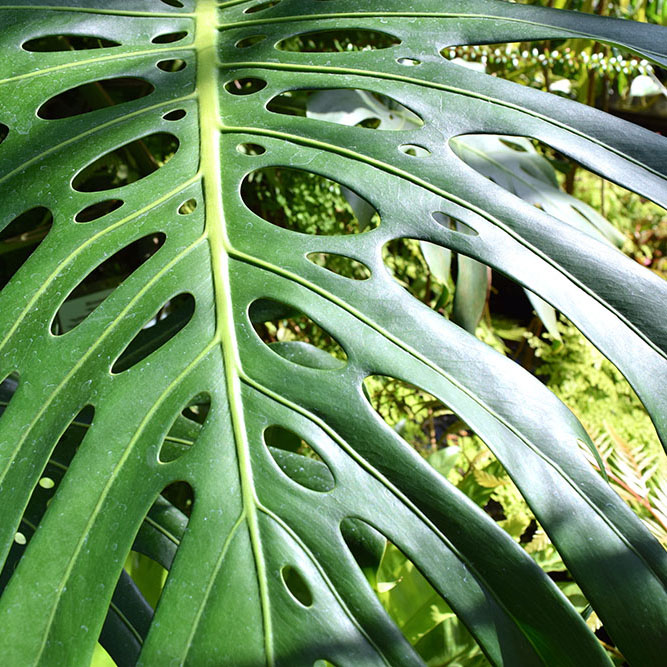 plant