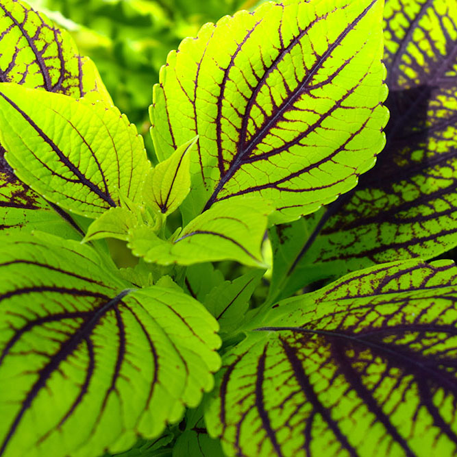 plant