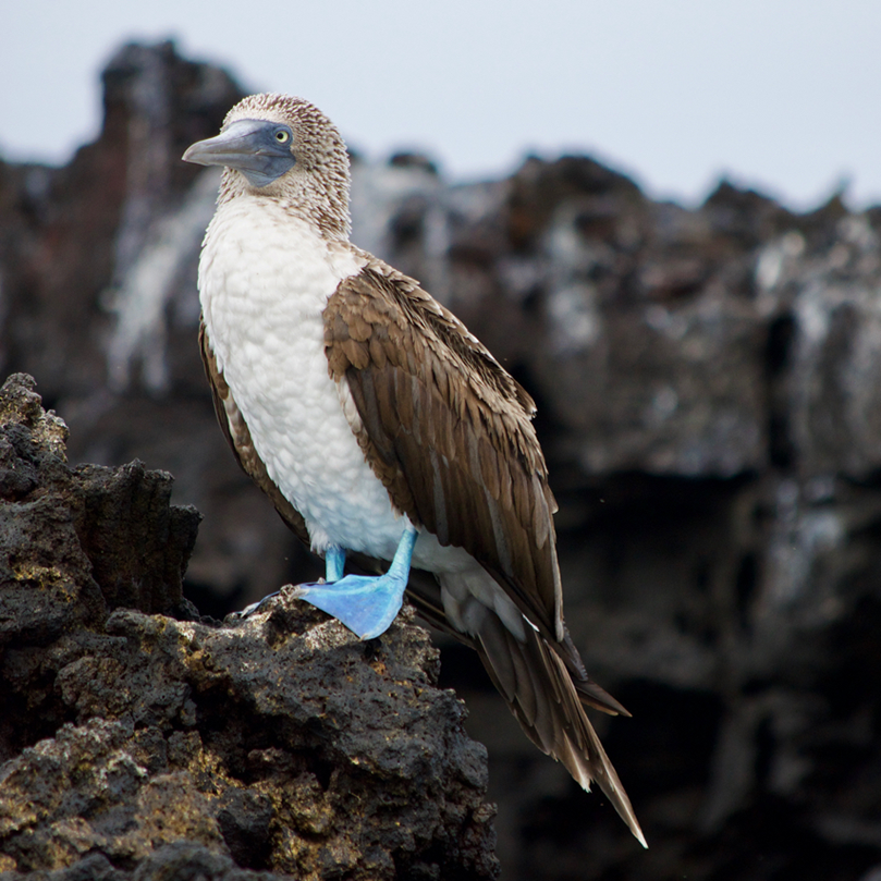 Blue Footed Boobie